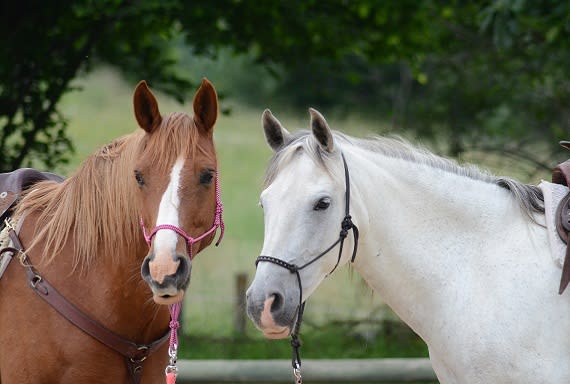 onderzoek paardengebit